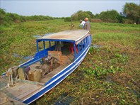 Водоросли окружают